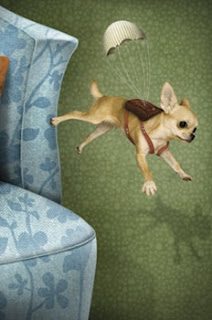 cães pulando cães pulando