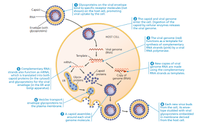 reproduksi virus, perbanyakan virus, virus RNA,