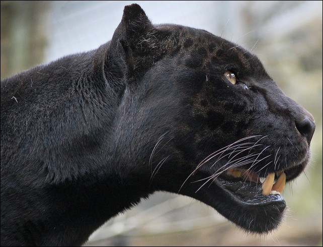 Чёрная пантера (17 фото) black panther