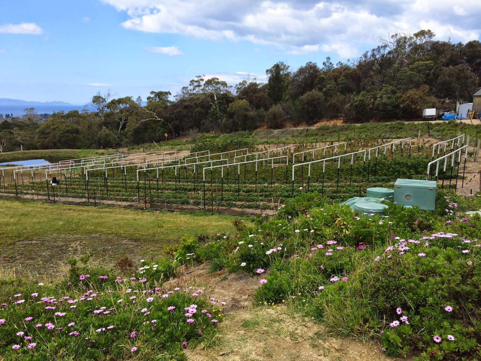 Kate's Berry Farm Swansea, Tasmania