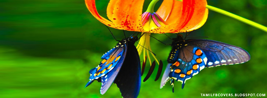 My India FB Covers: Blue butterfly - Butterfly FB Cover