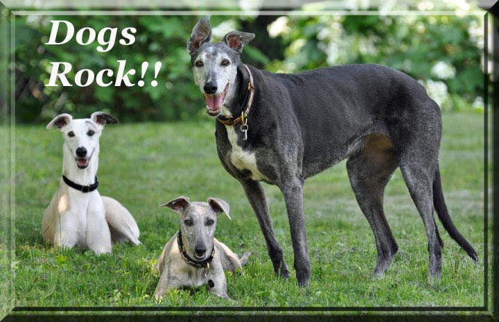 Dogs Rock!!