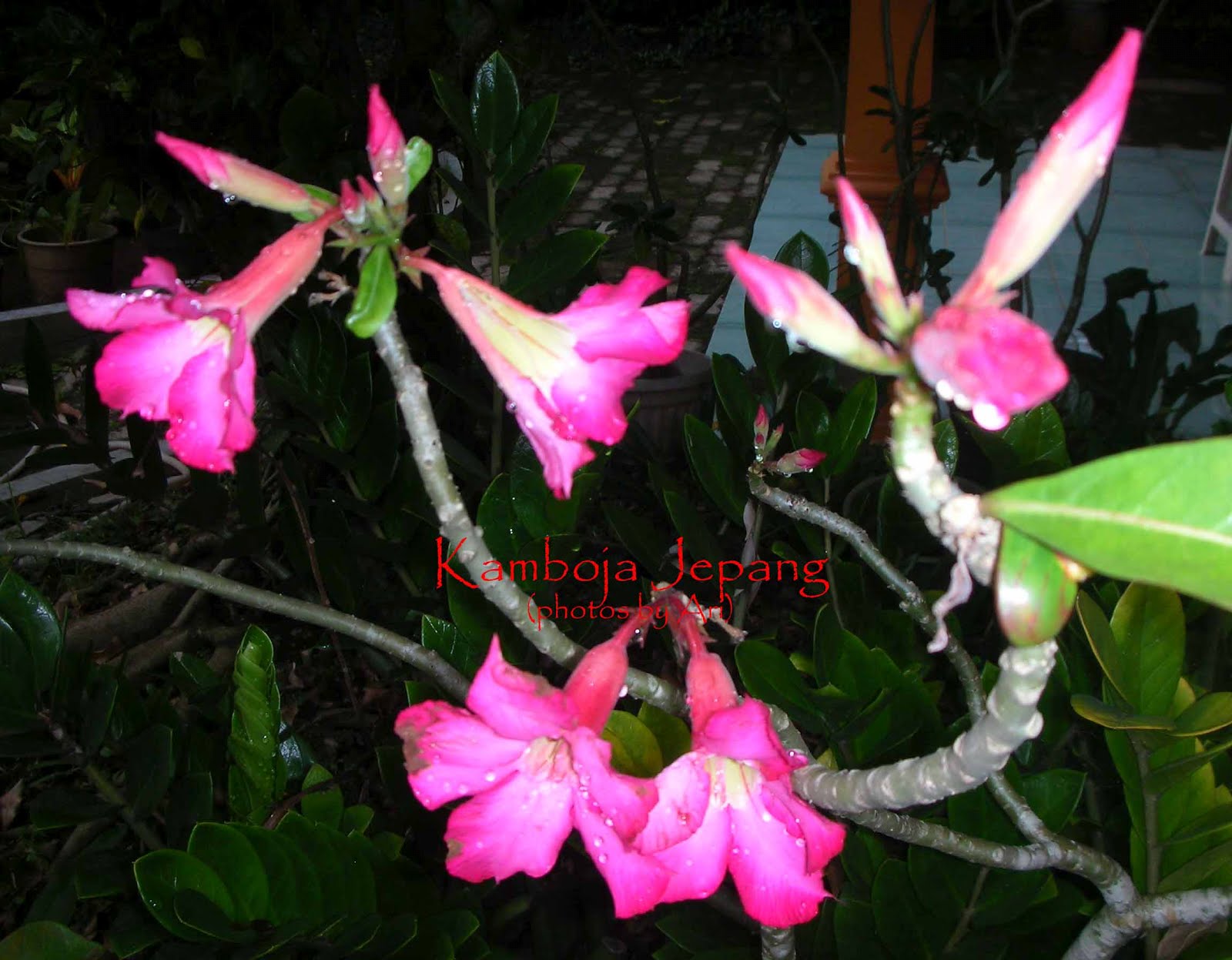 Floristari bunga  kamboja  jepang pink  6