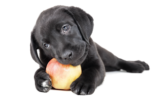 apple natural food for your dog
