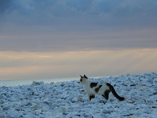 Marina Di Pisaの猫と海