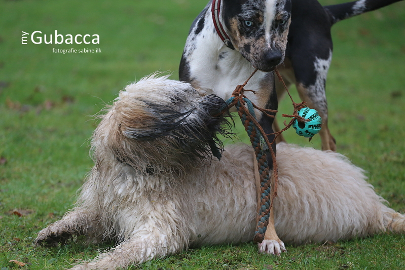 243. bis 245. Tag Ziemlich beste Freunde… Hundeblog My Gubacca