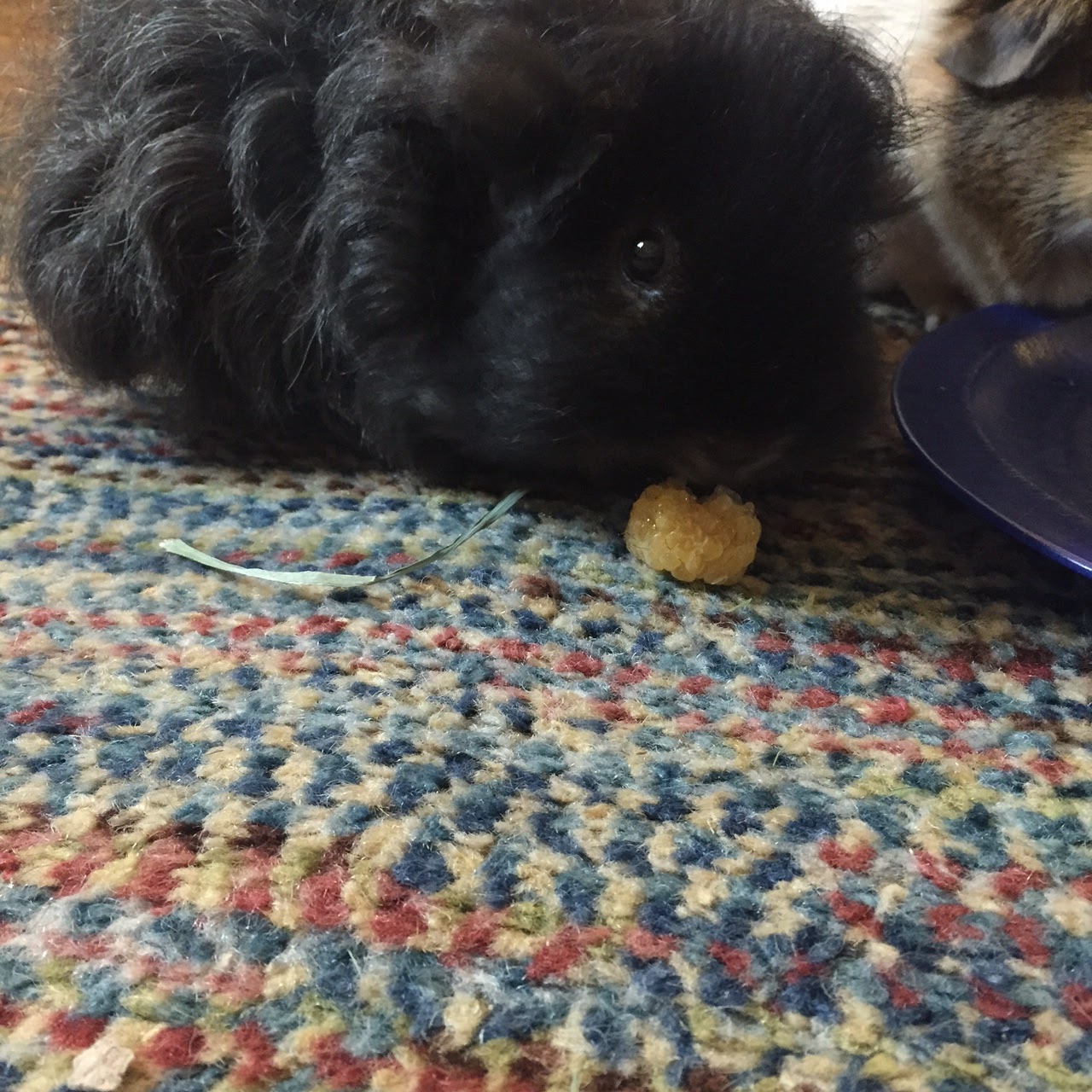 Cavy Savvy A Guinea Pig Blog Can Guinea Pigs Eat Golden Raspberries?