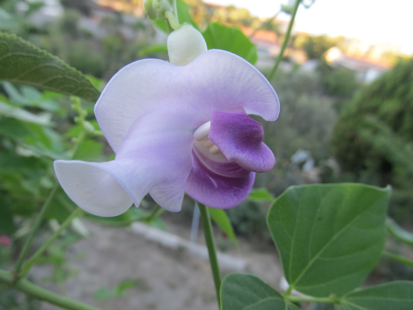Cittaslow Botanik Park Adi Izmir Le Ozdesmis Bir Cicek Selluka