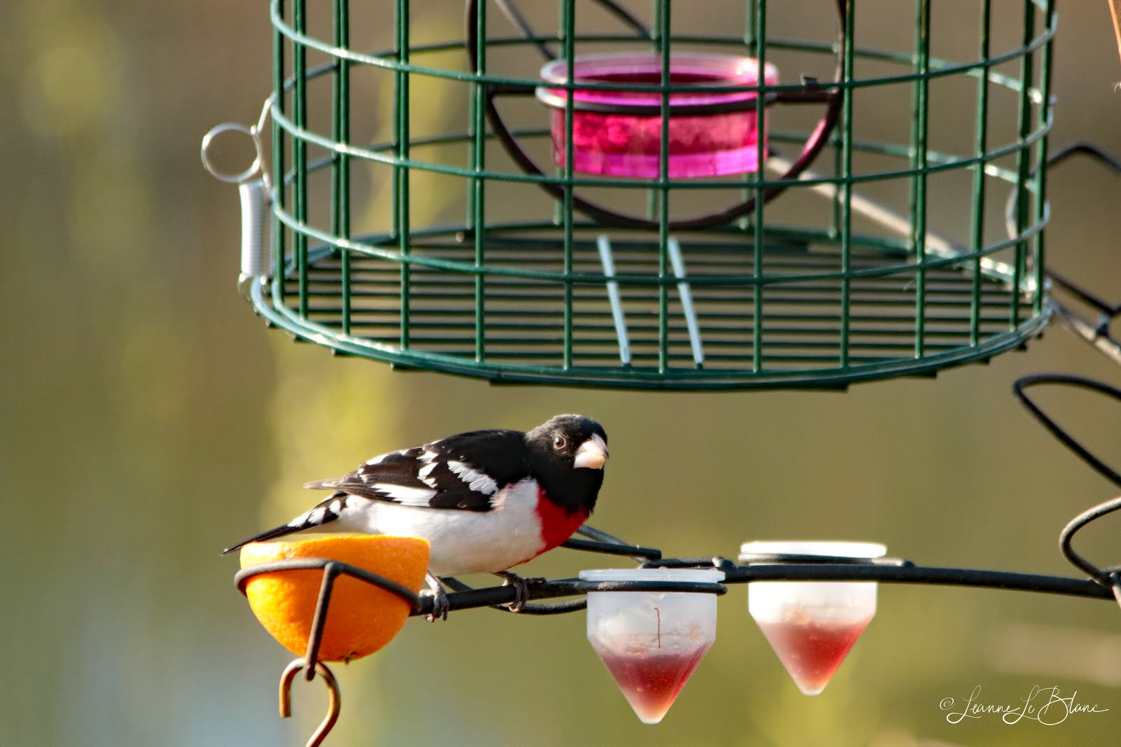 7 Top Reasons to Feed Your Birds BirdBerry Jelly Nature Notes Blog