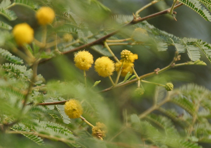 Acacia Arabica Nilotica ARUNACHALA LAND acacia-arabica-nilotica-arunachala-land