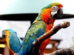  new hd 2016Parrot Live Wallpaper photo,free download 35