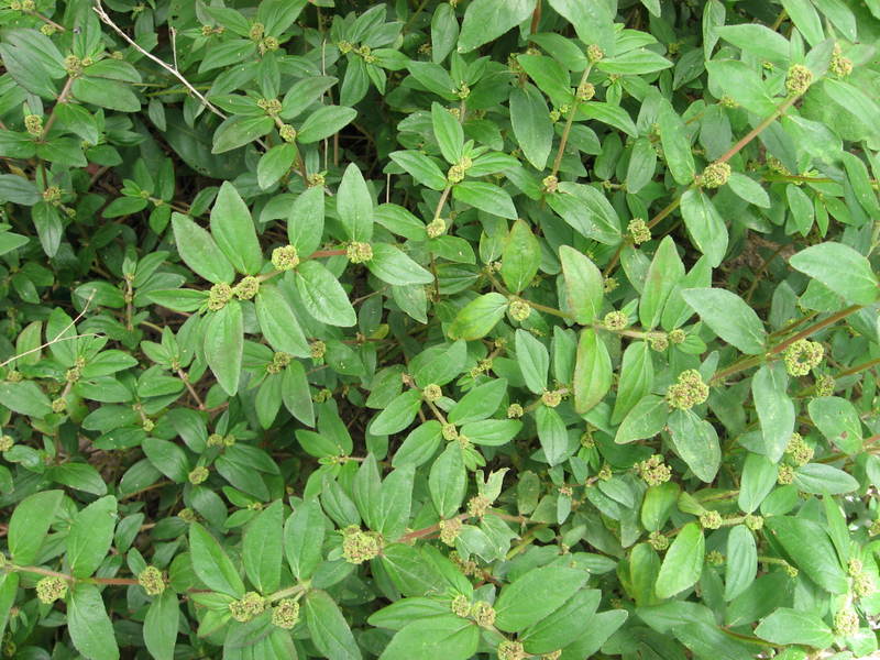 Asucre Amman Pacharisi Euphorbia Hirta Asthma Weed Asucre Amman Pacharisi Euphorbia Hirta Asthma Weed