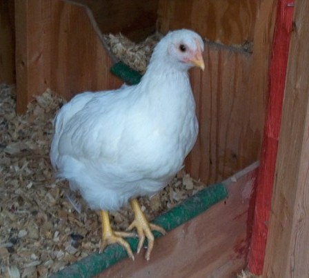 In the Garden With Sow-n-Sow: Naked Chicks Celebrate World Naked