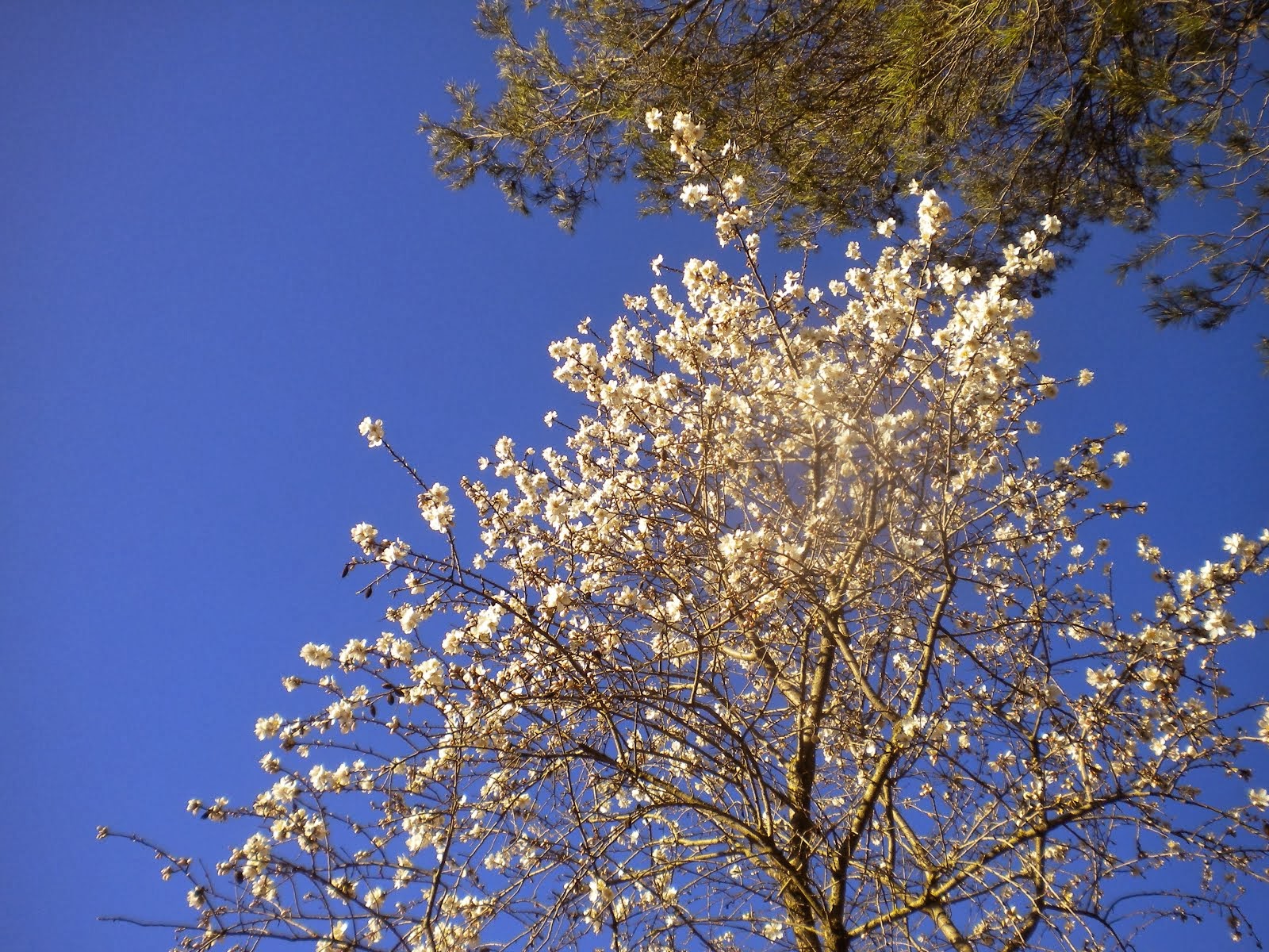 Ametller florit. Febrer II 2014