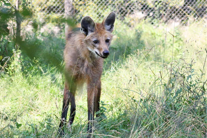 moments de partage Loup à crinière...