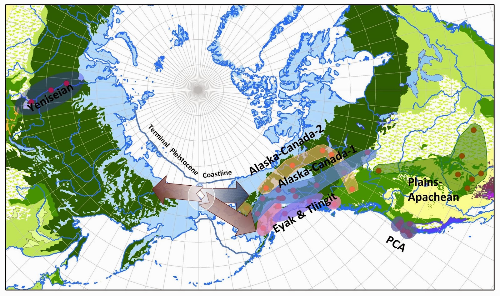 Language 'evolution' may shed light on human migration out-of-Beringia