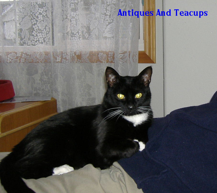Tinker S Cat Cafe Hiring Tinker S Cat Cafe Hiring