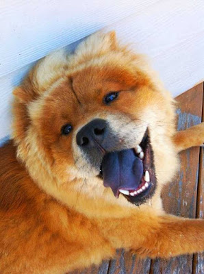 Chow Chow Blue Tongue