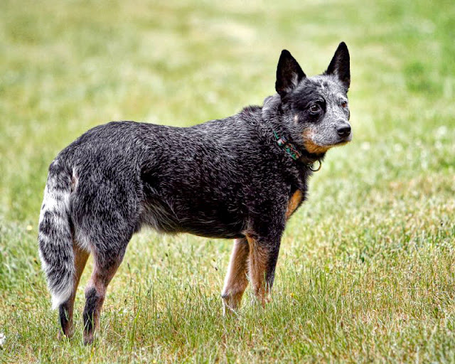 Australian Cattle Dog Most Famous Herding Cattle Dog Breeds Best Puppys