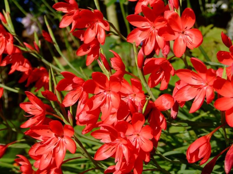 HOW TO GROW SCHIZOSTYLIS COCCINEA The Kaffir Lily The Garden of Eaden