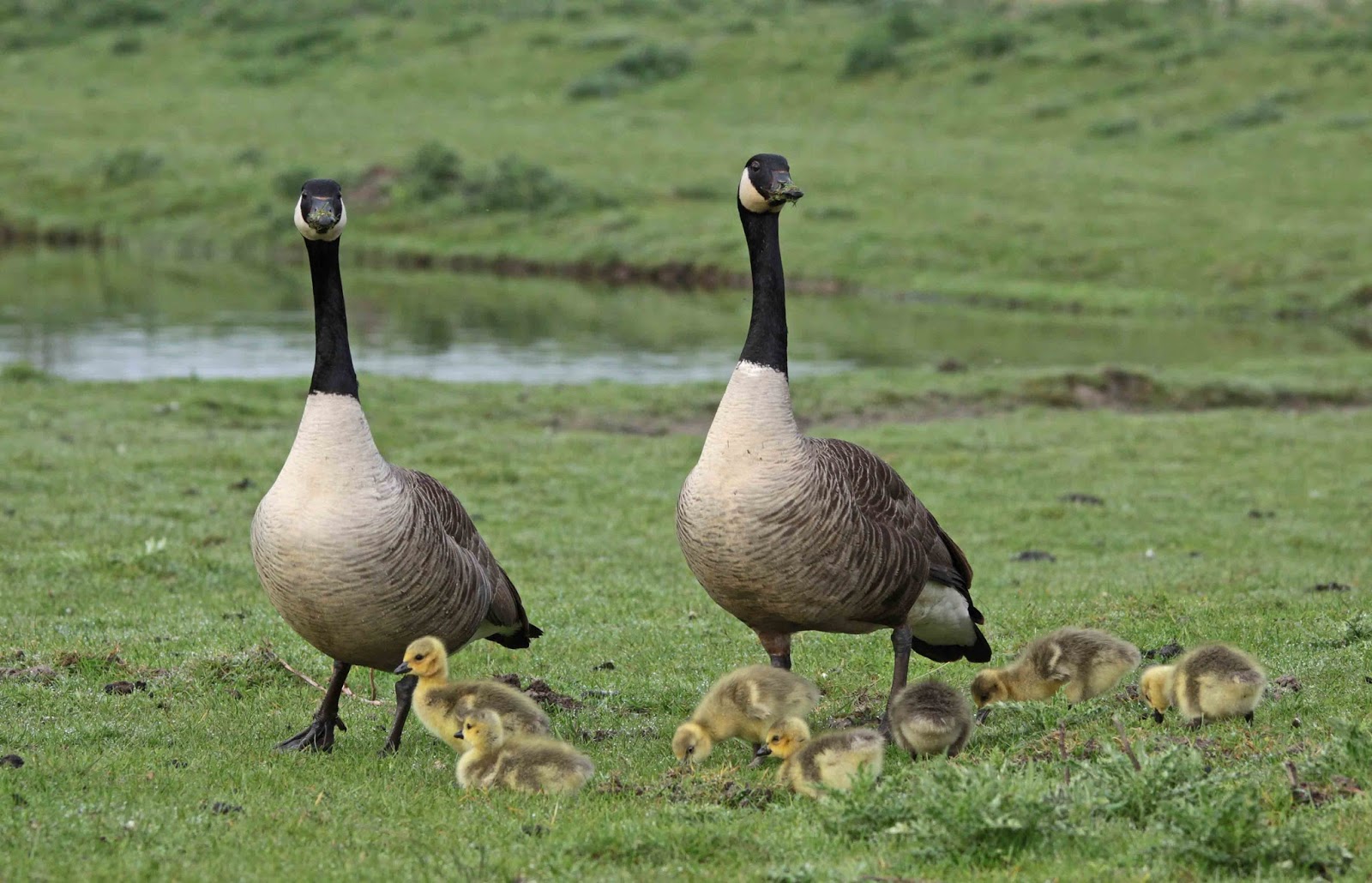 Dommelvos Natuurfotografie Lente