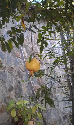 granada en el arbol