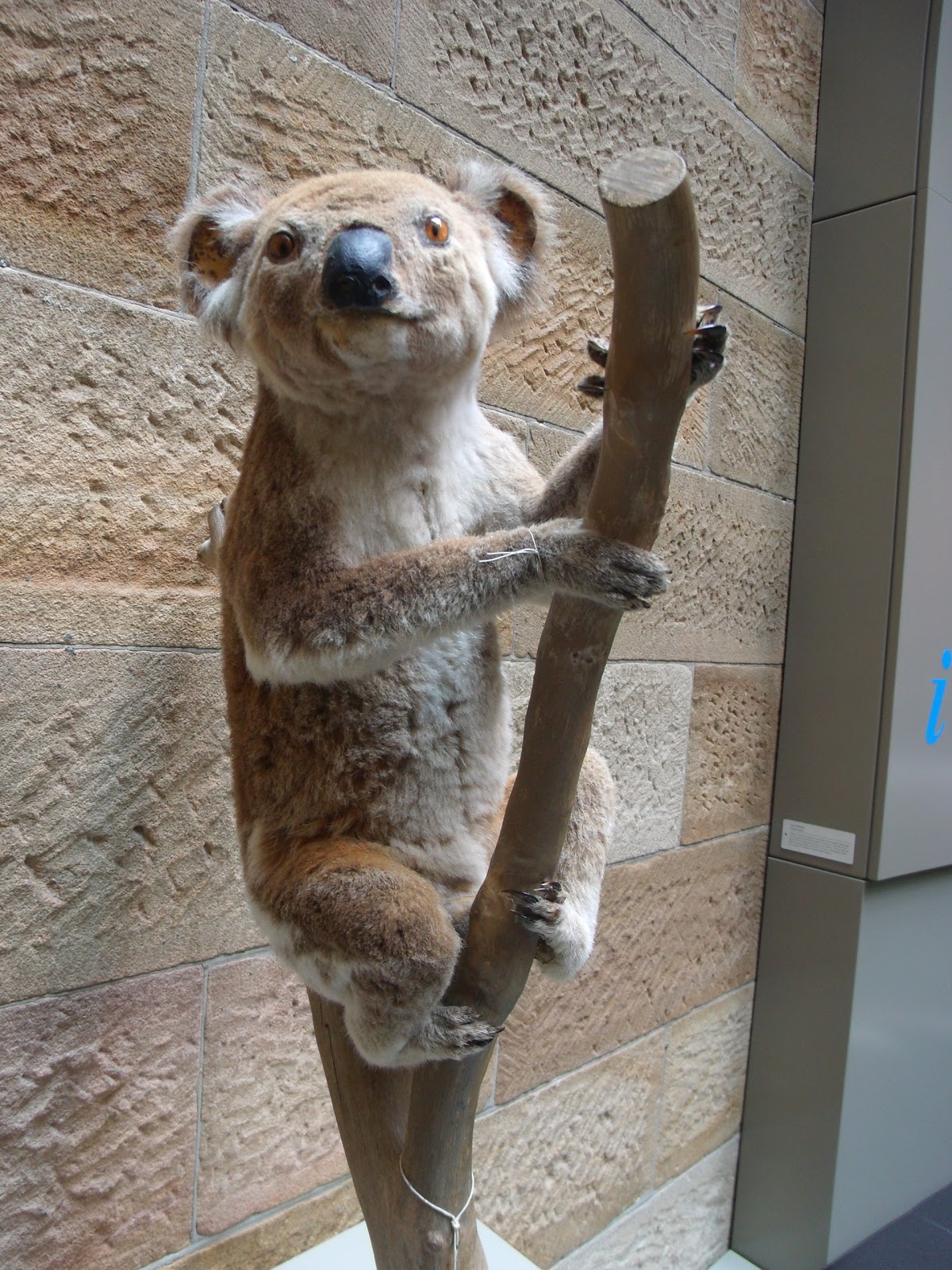 Sydney travel Sydney walks places to see the Australian Museum