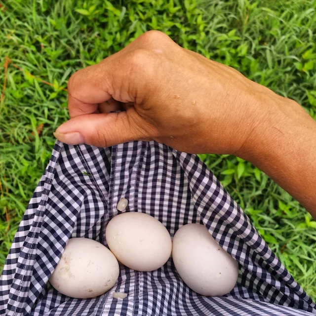 duck eggs in shirt tail