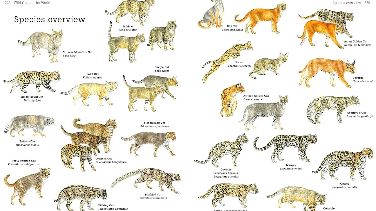 Felidae Big Cats Names Cat Choices