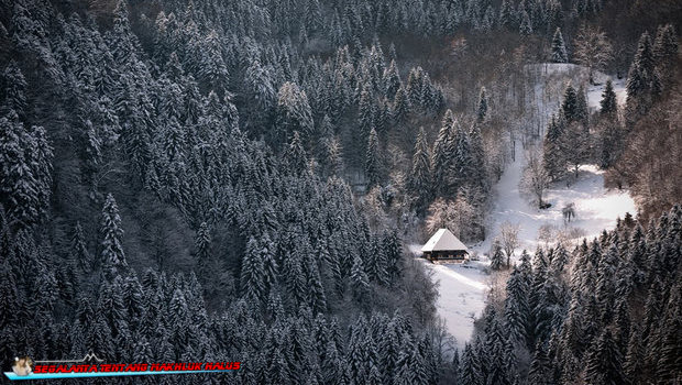 Hutan Black Forest - Jerman