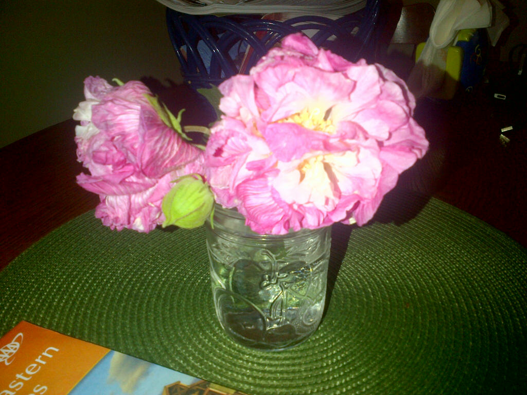 Living in Alabama Rosa de la Confederación ó Confederate Rose