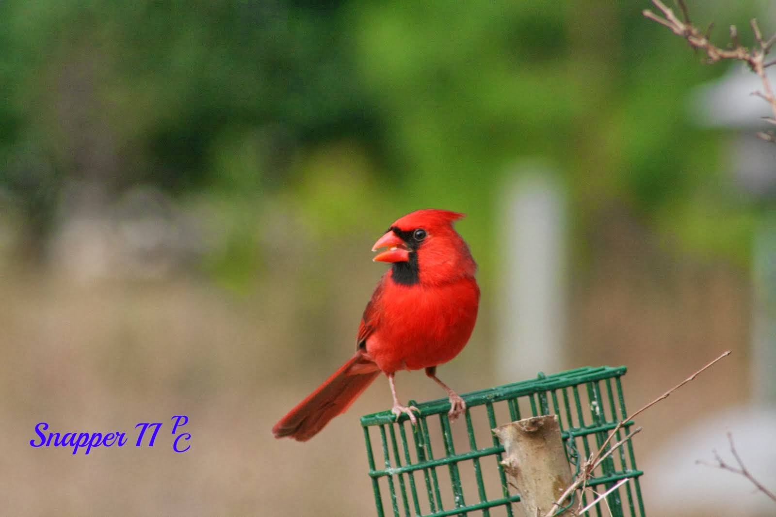 Cardinal Feeding