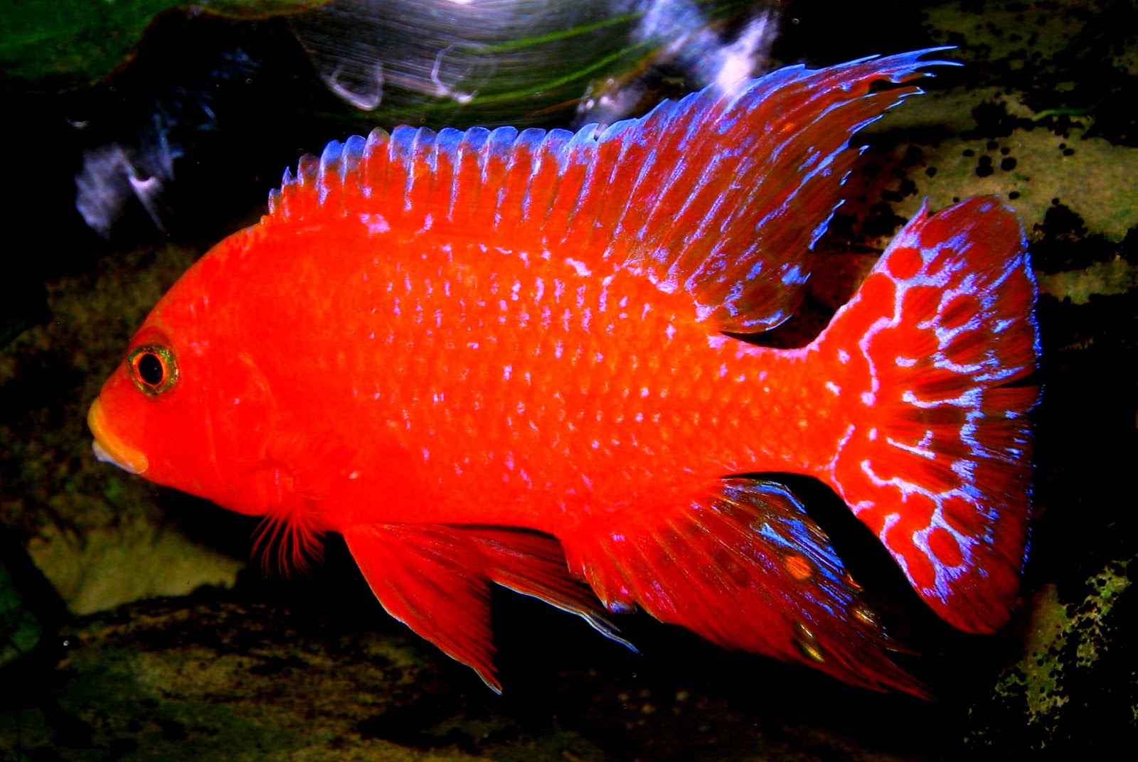 Aulonocara Seifert Juni 2018