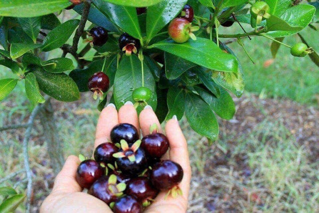 Cây cherry Brazil nhiệt đới dễ trồng kinh tế cao 53435093_121466752283322_1976699418845380608_n
