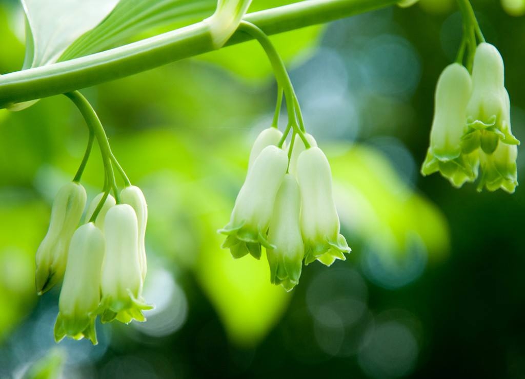 Тайнството на билките и подправките: Легенда говори, че Момковата сълза ...