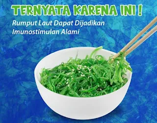 Cara Budidaya Rumput Laut