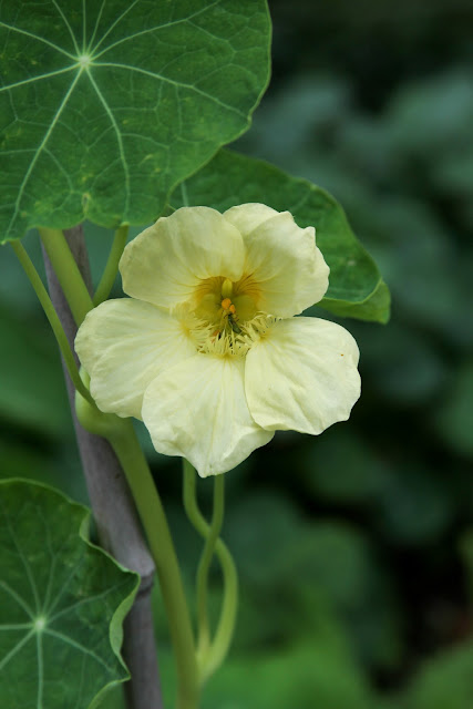 nasturtiums, milkmaid nasturtium, garden, Anne Butera, My Giant Strawberry