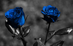 roses wallpapers desktop rose widescreen border pretty background dark royal purple flowers flower blu colorful rosa blues