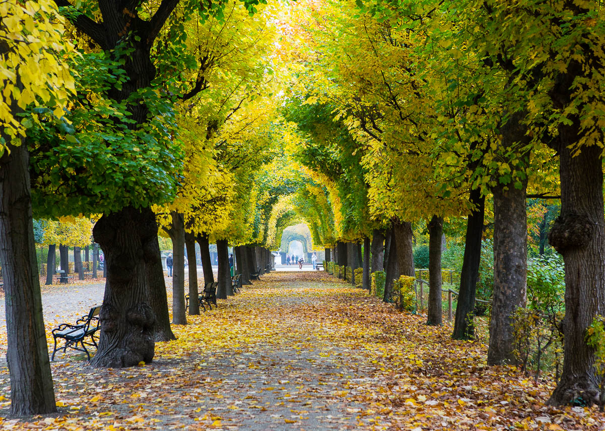 Traveling to Vienna in Austria during Autumn