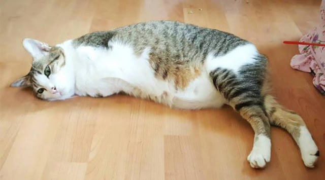 Terlintas Tidak Ada yang Aneh Dengan Kucing Ini, Setelah Anda Cermati Ternyata... Terlintas Tidak Ada yang Aneh Dengan Kucing Ini, Setelah Anda Cermati Ternyata...