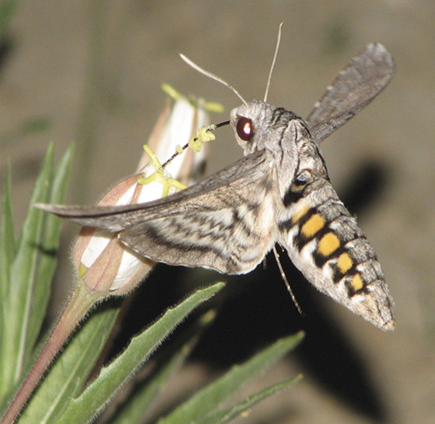 The Phytophactor Nocturnal pollination