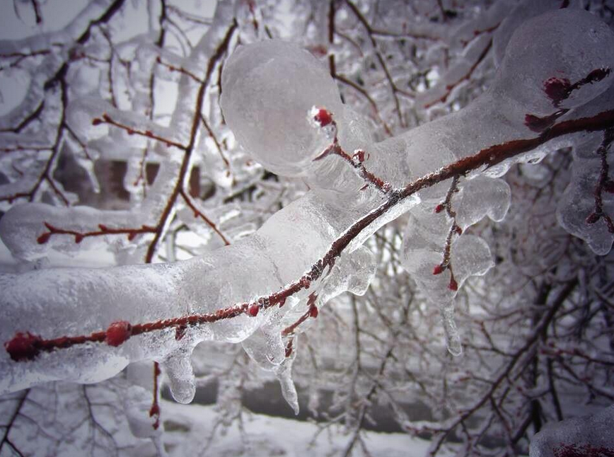 Снег 5 декабря. Гололед на деревьях. Гололед красиво фото природа. Снег (2013) постеры. Картины freezing, rainig,cloudy, snowy, hot.