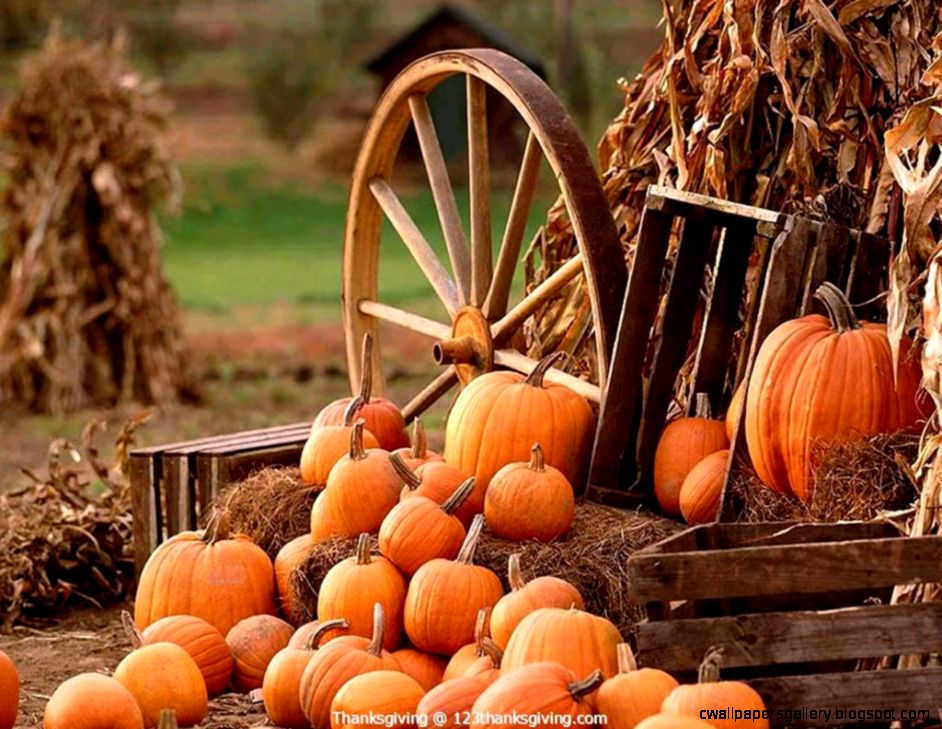 Thanksgiving Pumpkin Wallpaper