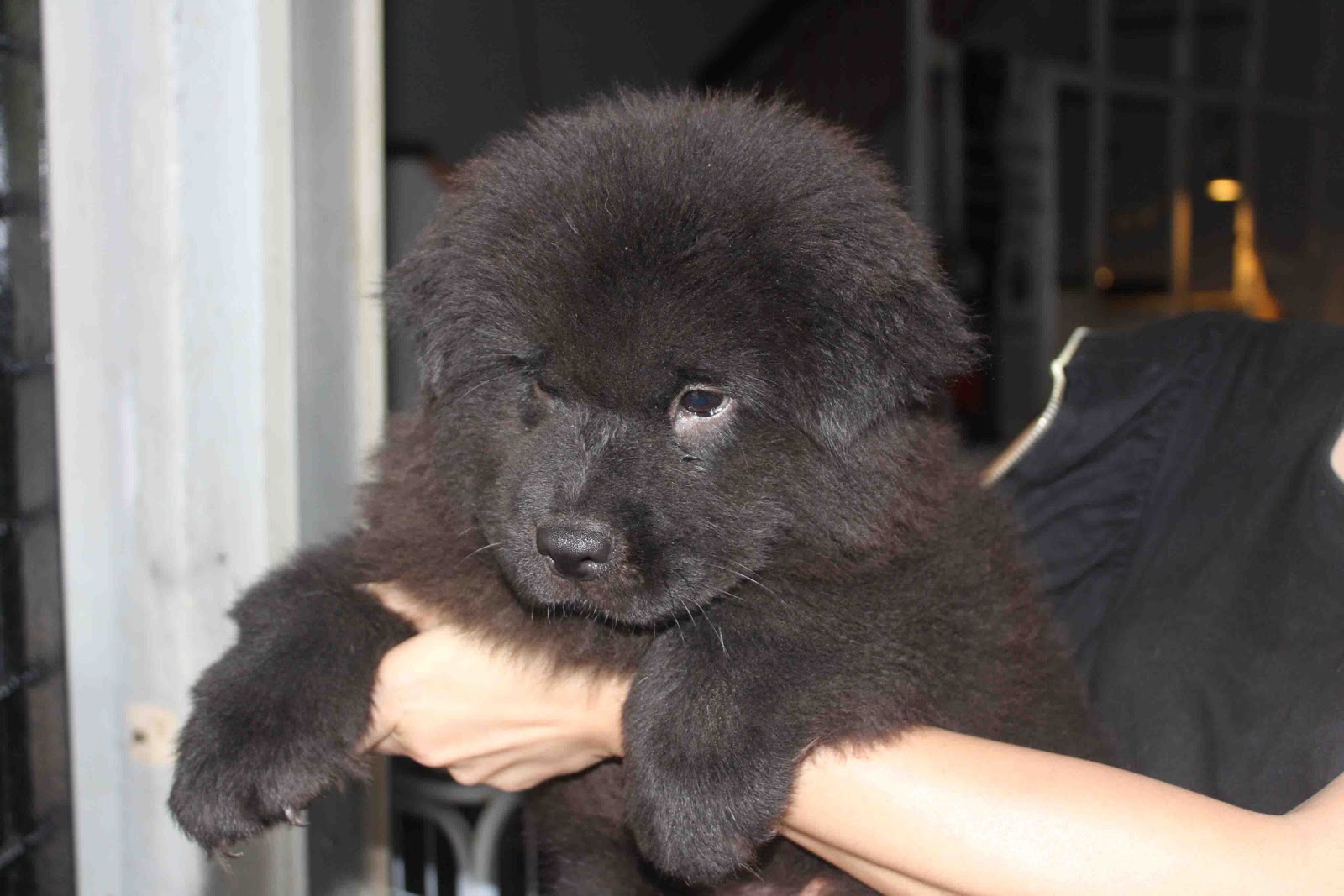 LovelyPuppy Black Chow Puppy Update