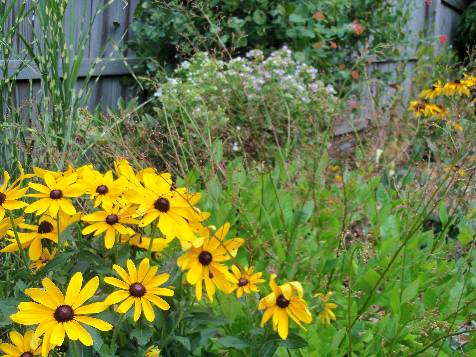 Beyond The Garden Gate: August in Iowa