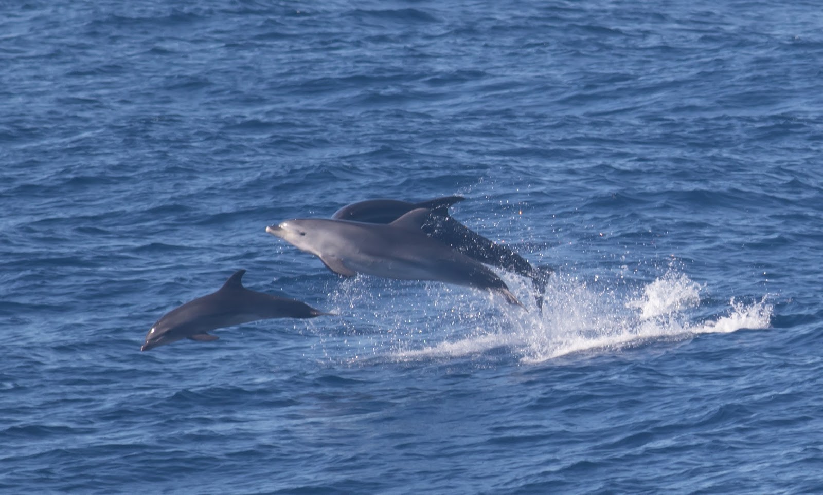 a research on the bottle nosed dolphin Now new research reveals that the region is home to a resident population of bottlenose dolphins, the first and only such community to be identified in english waters. a research on the bottle nosed dolphin Now new research reveals that the region is home to a resident population of bottlenose dolphins, the first and only such community to be identified in english waters.