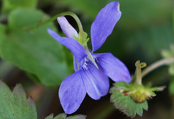 Violeta silvestre (Viola riviniana)