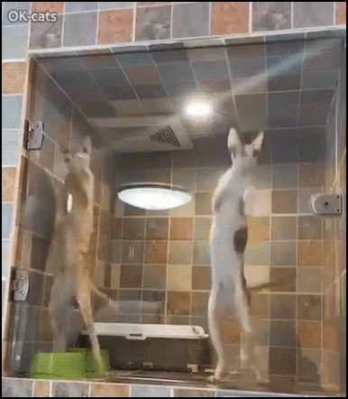 Crazy Cat GIF • Dancing cats. "Please, let us out, we are good boys (Party Hard!) Crazy Cat GIF • Dancing cats. "Please, let us out, we are good boys (Party Hard!)