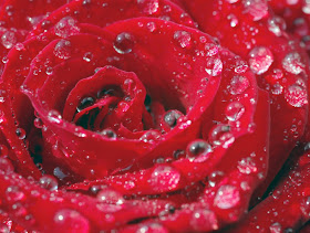 Water Drop Wallpapers