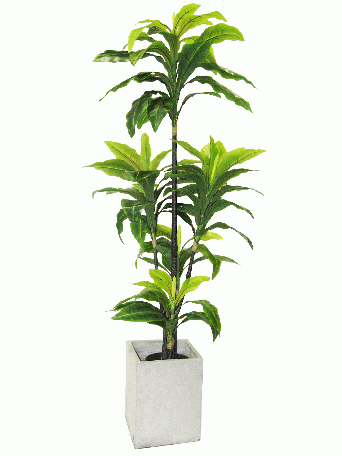 Newturf Solutions: Newturf introduce indoor plants
